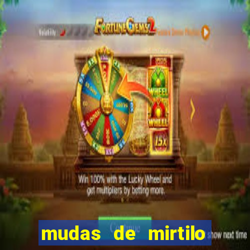 mudas de mirtilo em porto alegre